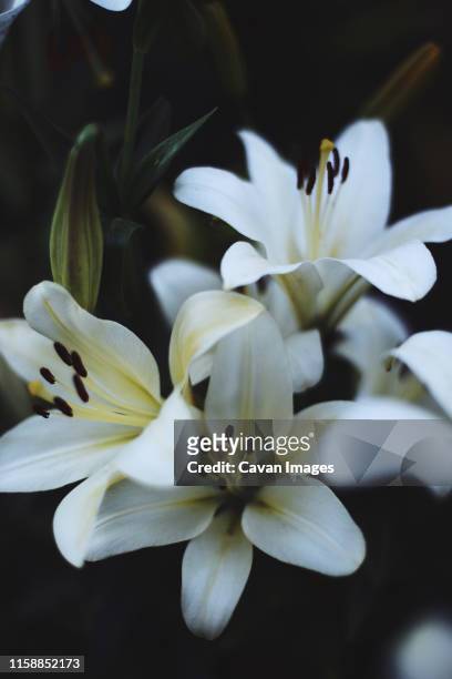 white lilium in bloom in  garden - texture vegetal stock pictures, royalty-free photos & images