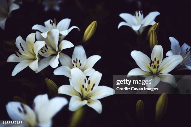 white lilium in bloom in sunset light. - dark botanical fauna stockfoto's en -beelden