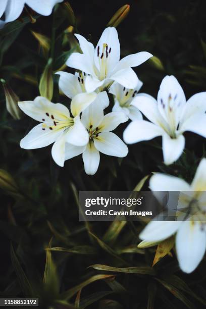 white lilium in bloom in sunset light. - texture vegetal stock pictures, royalty-free photos & images