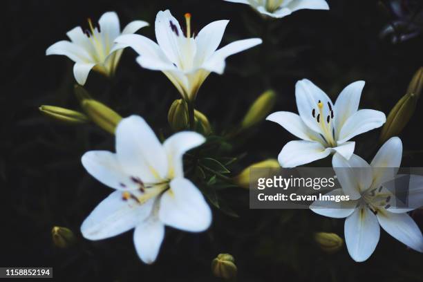 white lilium in bloom in sunset light. - texture vegetal stock pictures, royalty-free photos & images