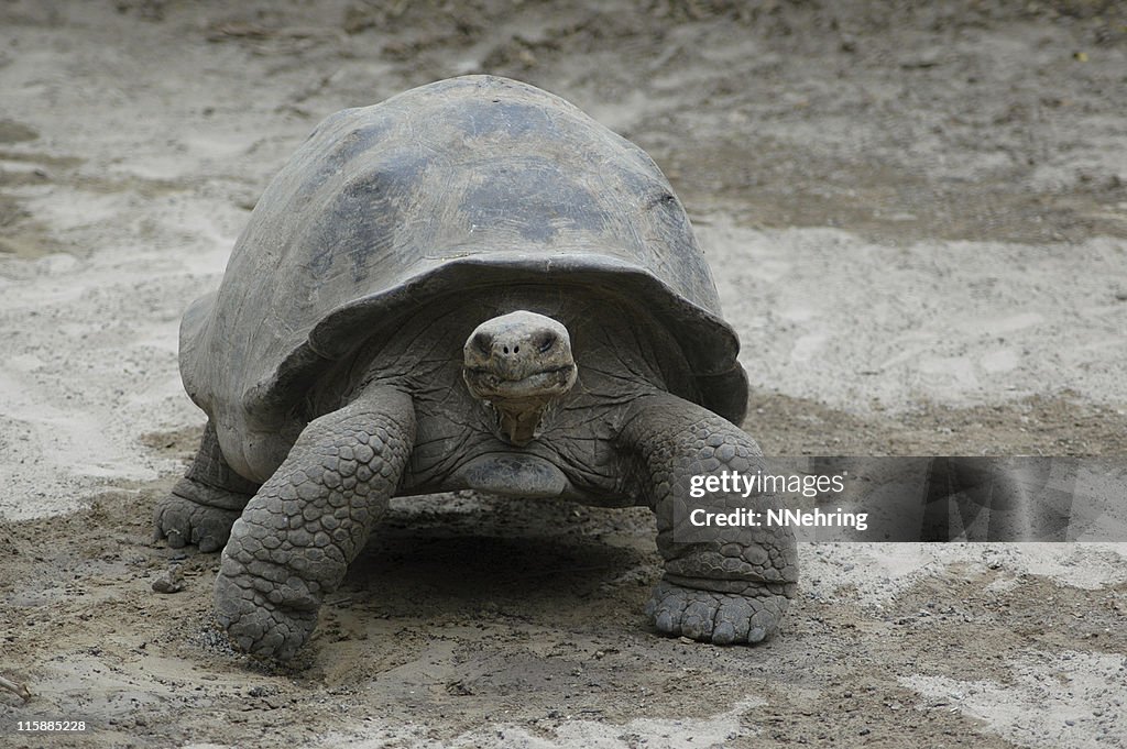 Giant tortoise, Geochelone elephantopus, Galapagos Islands