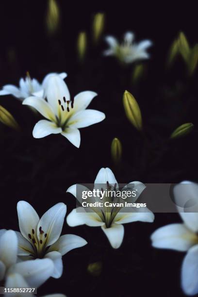 white lilium in bloom in sunset light. - texture vegetal stock pictures, royalty-free photos & images