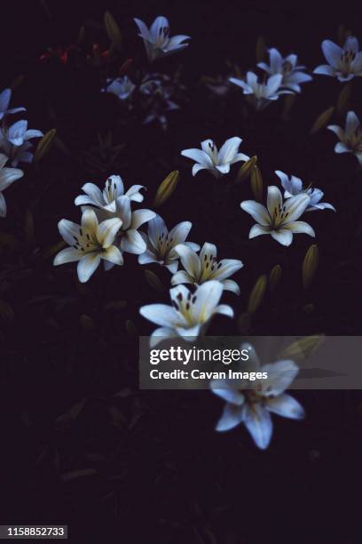 white lilium in bloom in sunset light. - texture vegetal stock pictures, royalty-free photos & images