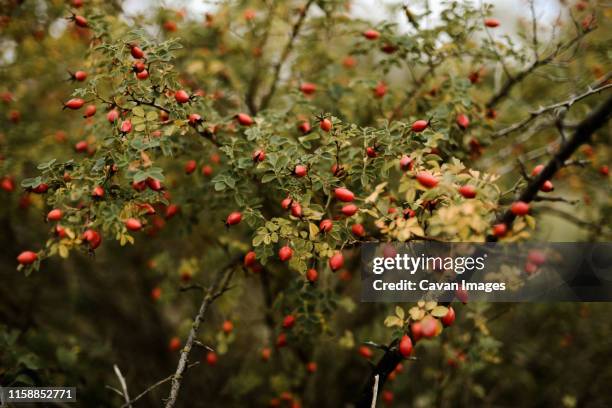 many red ripe berries on thin  branches bush in autumn park - winterberry holly stock pictures, royalty-free photos & images