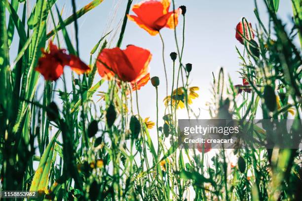 wildflower meadows with poppies and corn marigolds at crantock, newquay, backlit in summer evening sunshine. - calendula stock pictures, royalty-free photos & images