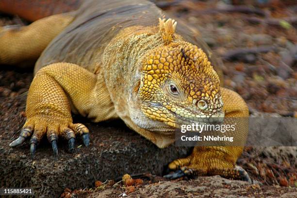 land iguana conolophus subcristatus - galapagos land iguana stock-fotos und bilder