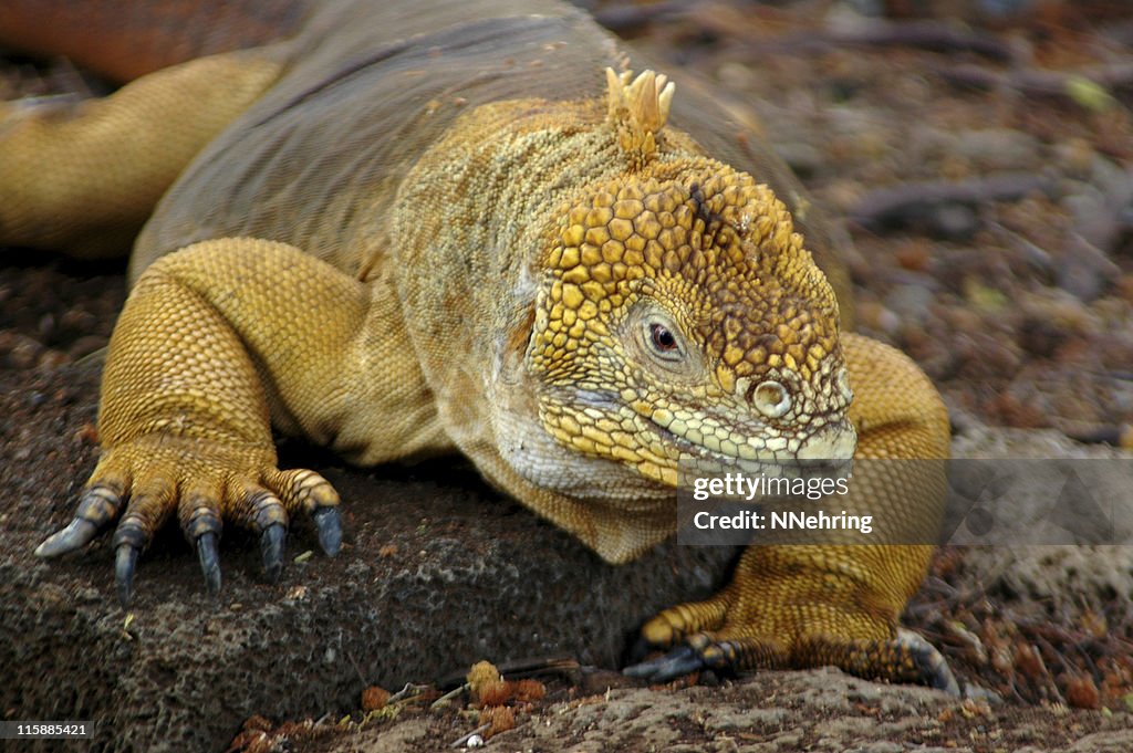 Land iguana, Conolophus subcristatus