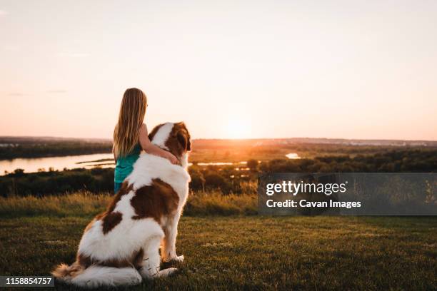 little girl watches sunset with saint bernard dog overlooking missouri river in bismarck north dakota - bernhardiner stock-fotos und bilder
