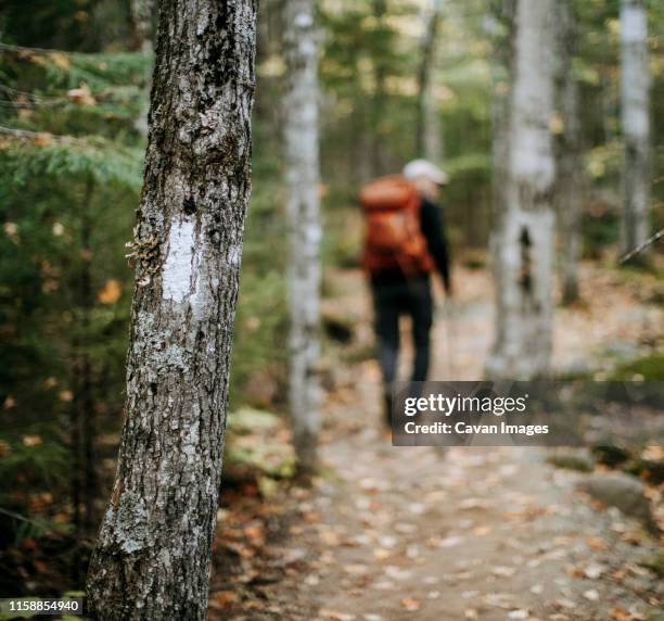 a hiker walks past a tree with a white blaze trail marker - hiking appalachian trail stock pictures, royalty-free photos & images