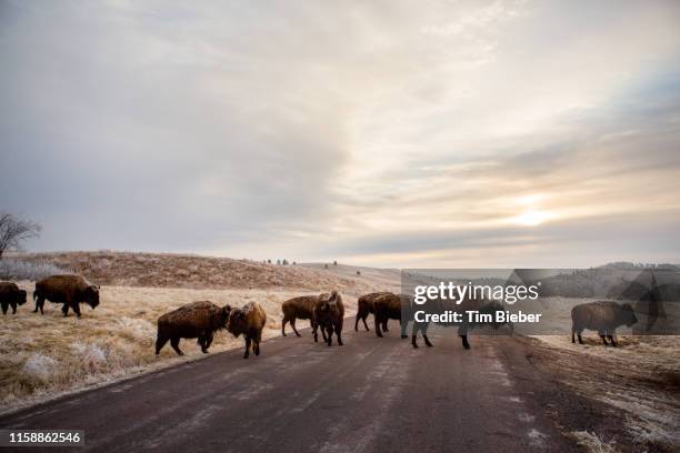 american bison crossing the wildlife loop scenic drive in custer st. park. - custer state park stock pictures, royalty-free photos & images