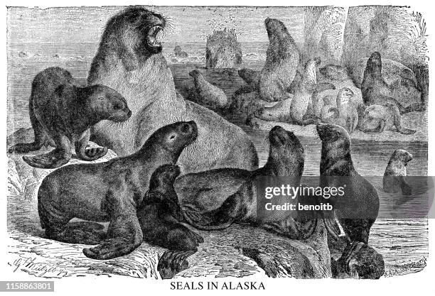 seals in alaska - alaska wildlife stock illustrations