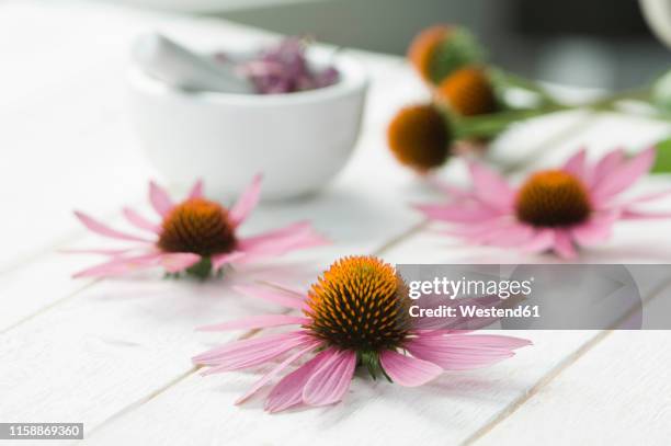 flower head of purple coneflower on white wood - sonnenhut stock-fotos und bilder