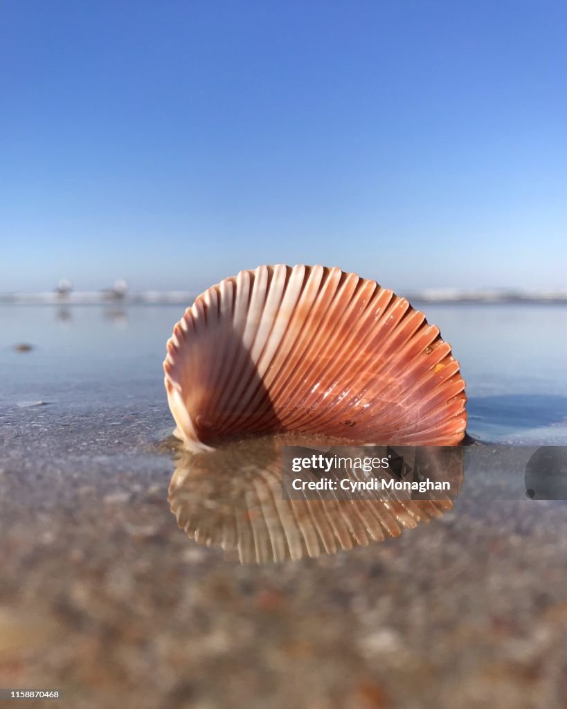Pink Clam Shell Washed up on the Beach
