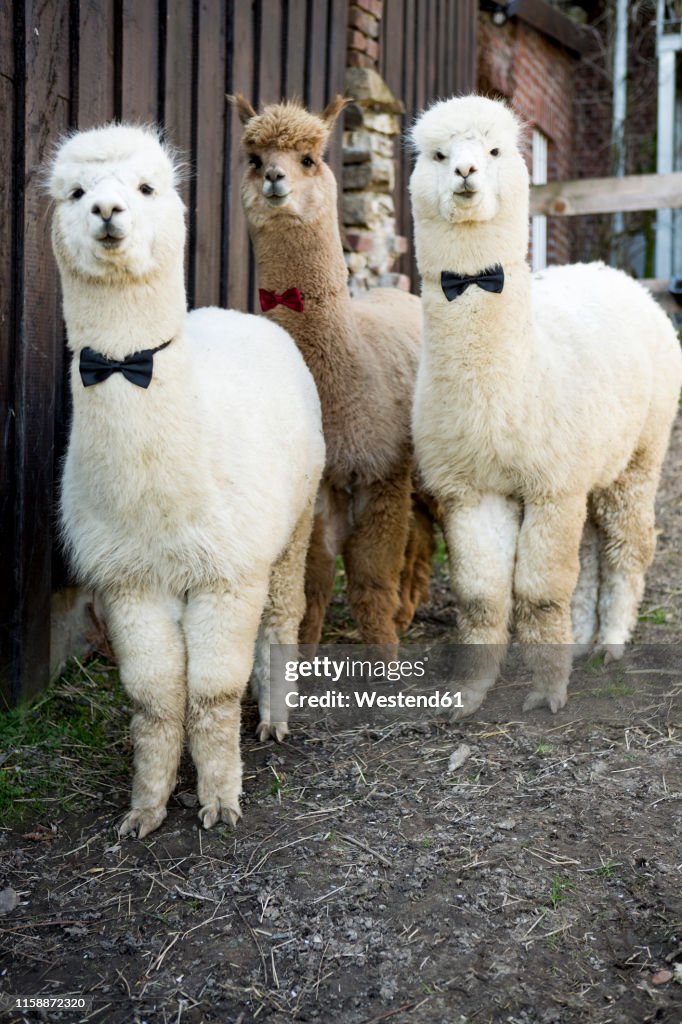 Portrait of three tame alpacas wearing bow ties