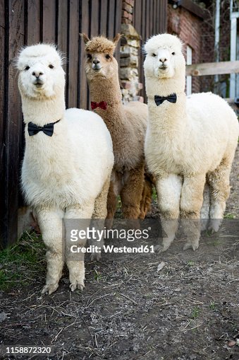 382 Alpaca Funny Photos and Premium High Res Pictures - Getty Images
