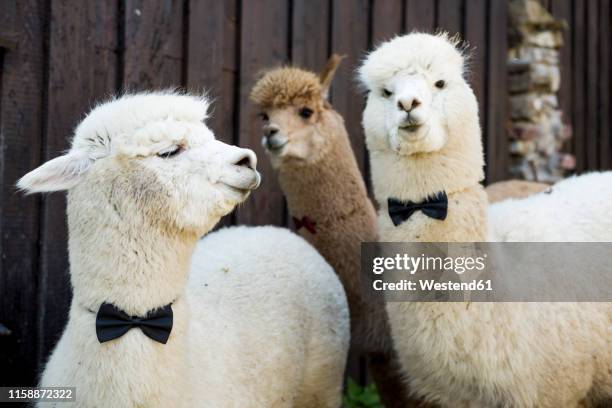 three tame alpacas wearing bow ties - llama stock pictures, royalty-free photos & images