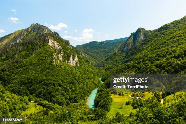 high angle view of mountain river with deep canyon at summer. durmitor national park, montenegro - montenegro photos et images de collection