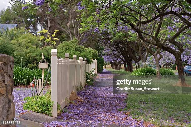 jacaranda carpet - jacaranda stock pictures, royalty-free photos & images