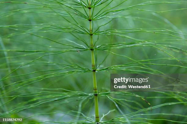 detail of wood horsetail - ackerschachtelhalm stock-fotos und bilder