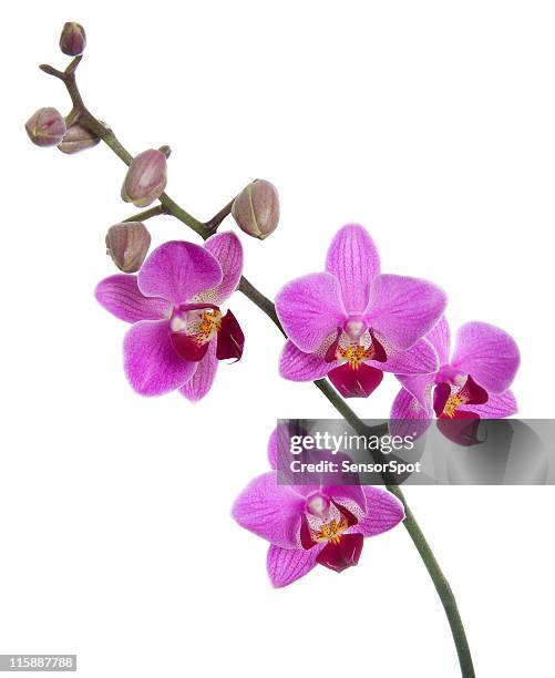 orchid in bloom - violet flower stock pictures, royalty-free photos & images