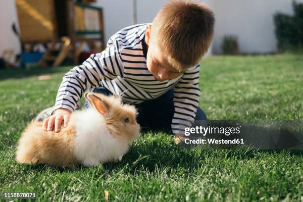 little boy petting a bunny in garden - pet rabbit stock pictures, royalty-free photos & images