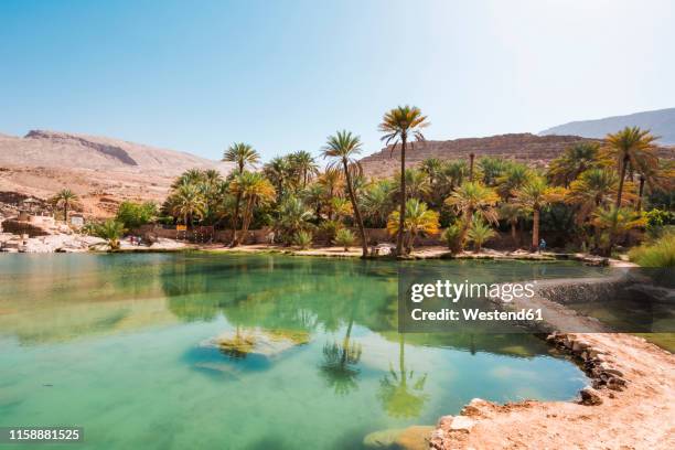 arabia, sultanate of oman, palms in wadi bani khalid - oman stock pictures, royalty-free photos & images