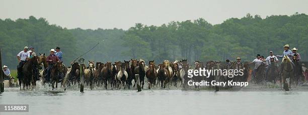 Volunteers from the Chincoteague Volunteer Fire Department drive 150 wild ponies across the Assateague Channel July 25, 2002 to the island of...