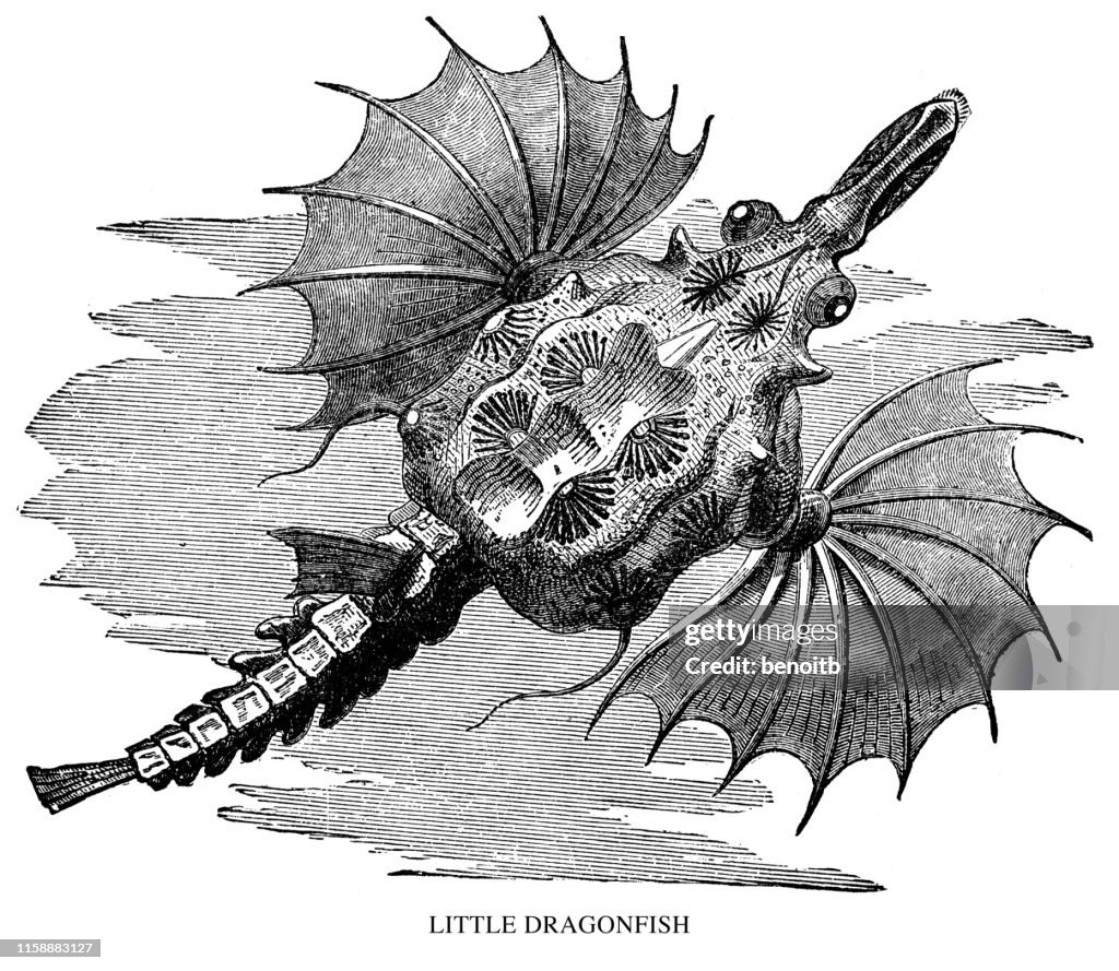 Little Dragonfish