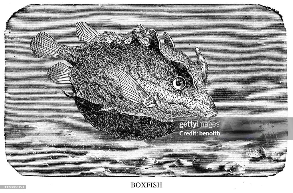 Boxfish