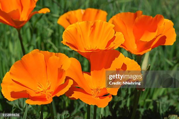 papoulas da califórnia, eschscholzia californica - california golden poppy - fotografias e filmes do acervo