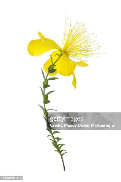 alpine hypericum olympicum - johanniskraut stock-fotos und bilder