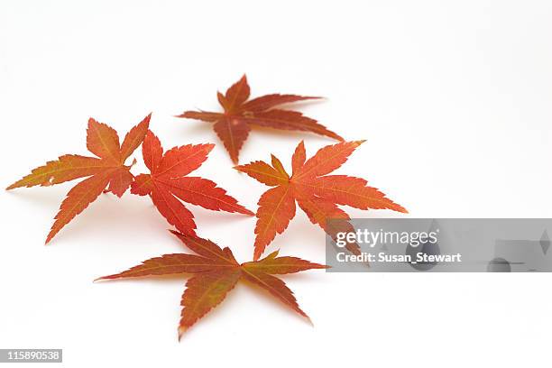 japanese maple leaves - esdoornblad stockfoto's en -beelden