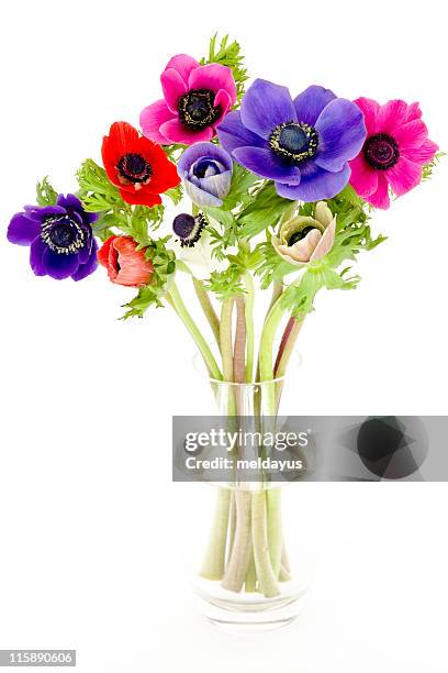 a colorful bouquet of anemones in a glass vase - buttercup family stock pictures, royalty-free photos & images