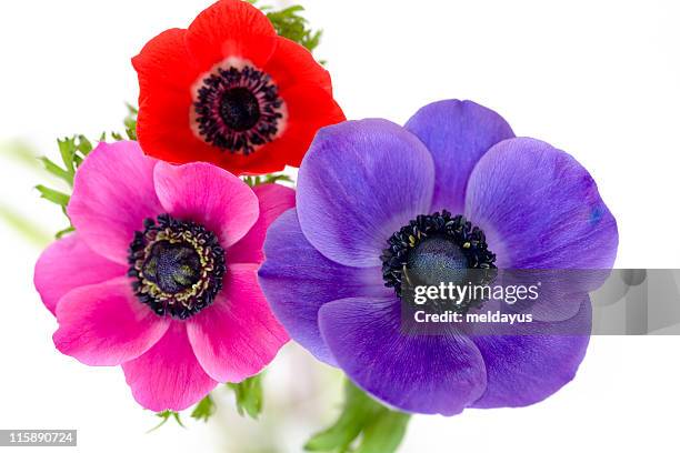 anemones - anemone flower arrangements stock pictures, royalty-free photos & images