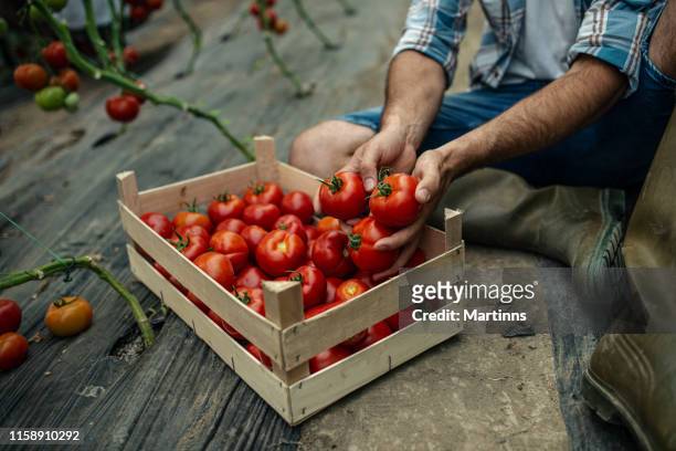 tomate rojo orgánico recién recogido - tomate fotografías e imágenes de stock