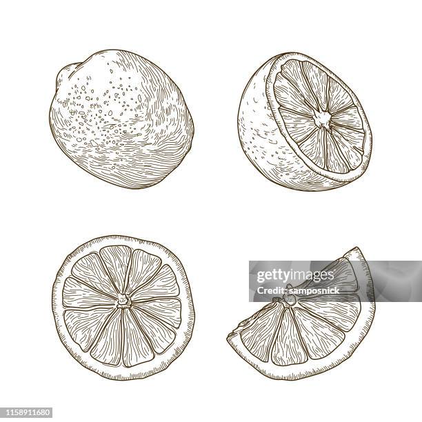 ilustrações de stock, clip art, desenhos animados e ícones de vintage line art lemon set - imagem gravada