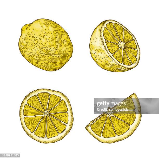vintage line art lemon set - lemon tree stock illustrations