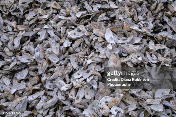Discarded Shells 354 Pile Of Oyster Stock Photos, High-Res Pictures, and Images - Getty ...