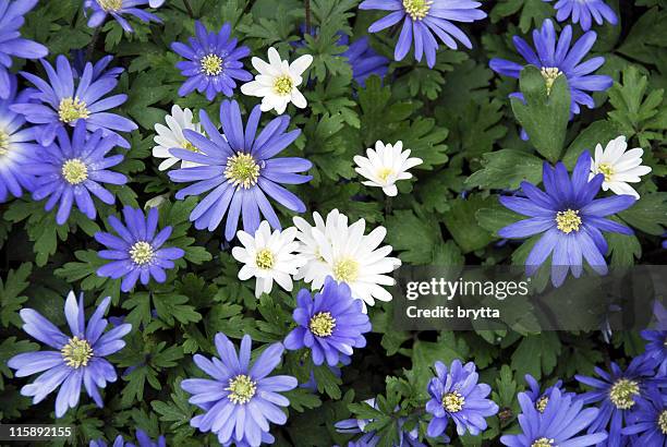 anemone blanda - s shades of blue season 1 stockfoto's en -beelden