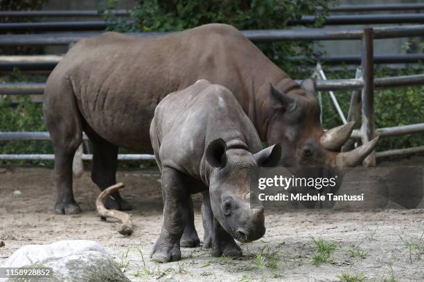 Baby Rhino walks with her mother during the 175th anniversary at the Berlin Zoo on August 1, 2019 in Berlin, Germany. The Berlin Zoological Garden...