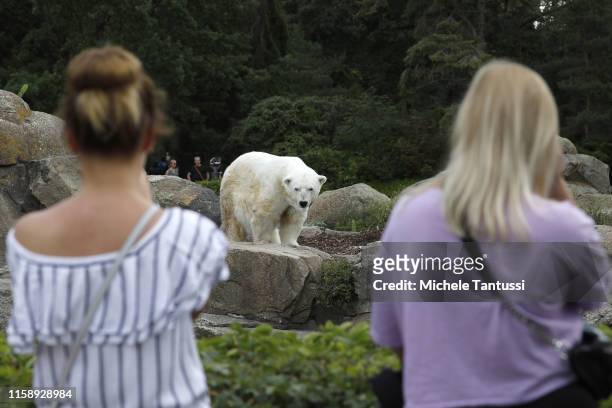 Visitors look at a Polar Bear during the 175th anniversary at the Berlin Zoo on August 1, 2019 in Berlin, Germany. The Berlin Zoological Garden was...