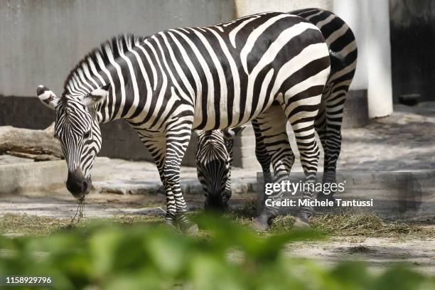 Zebras eat in the sun during the 175th anniversary at the Berlin Zoo on August 1, 2019 in Berlin, Germany. The Berlin Zoological Garden was founded...