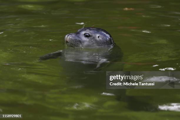 A Seal swims in the sun during the 175th anniversary at the Berlin Zoo on August 1, 2019 in Berlin, Germany. The Berlin Zoological Garden was founded...