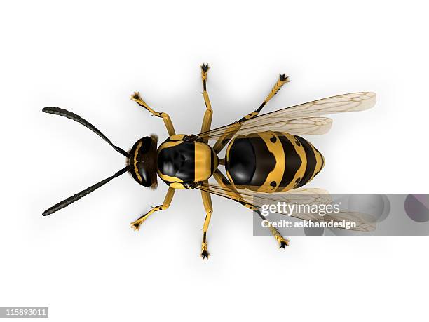 wasp - hornets stock pictures, royalty-free photos & images