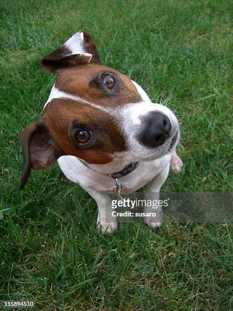32 photos et images de Brown And White Spotted Dog - Getty Images