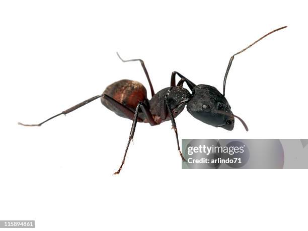 646 Big Ant Stock Photos, High-Res Pictures, and Images - Getty Images