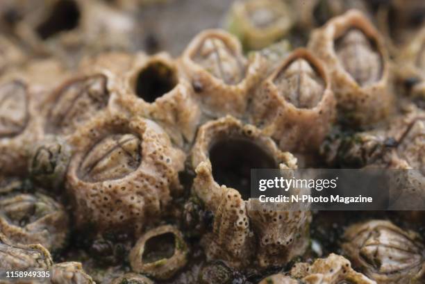 Macro detail of acorn barnacles in a coastal rock pool, taken on April 20, 2018.