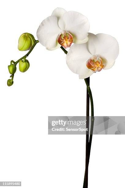 white orchid in bloom - orchid arrangement stock pictures, royalty-free photos & images