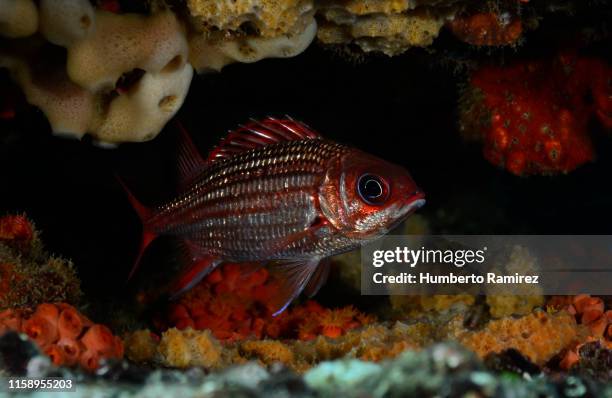 dusky squirrelfish. - squirrel fish fotografías e imágenes de stock