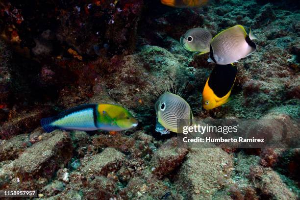Devoured By Fish Devoured Photos and Premium High Res Pictures - Getty Images